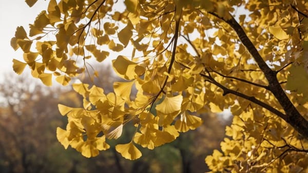 Everyone’s Talking About Ginkgo Biloba—Here’s Why You Should Too